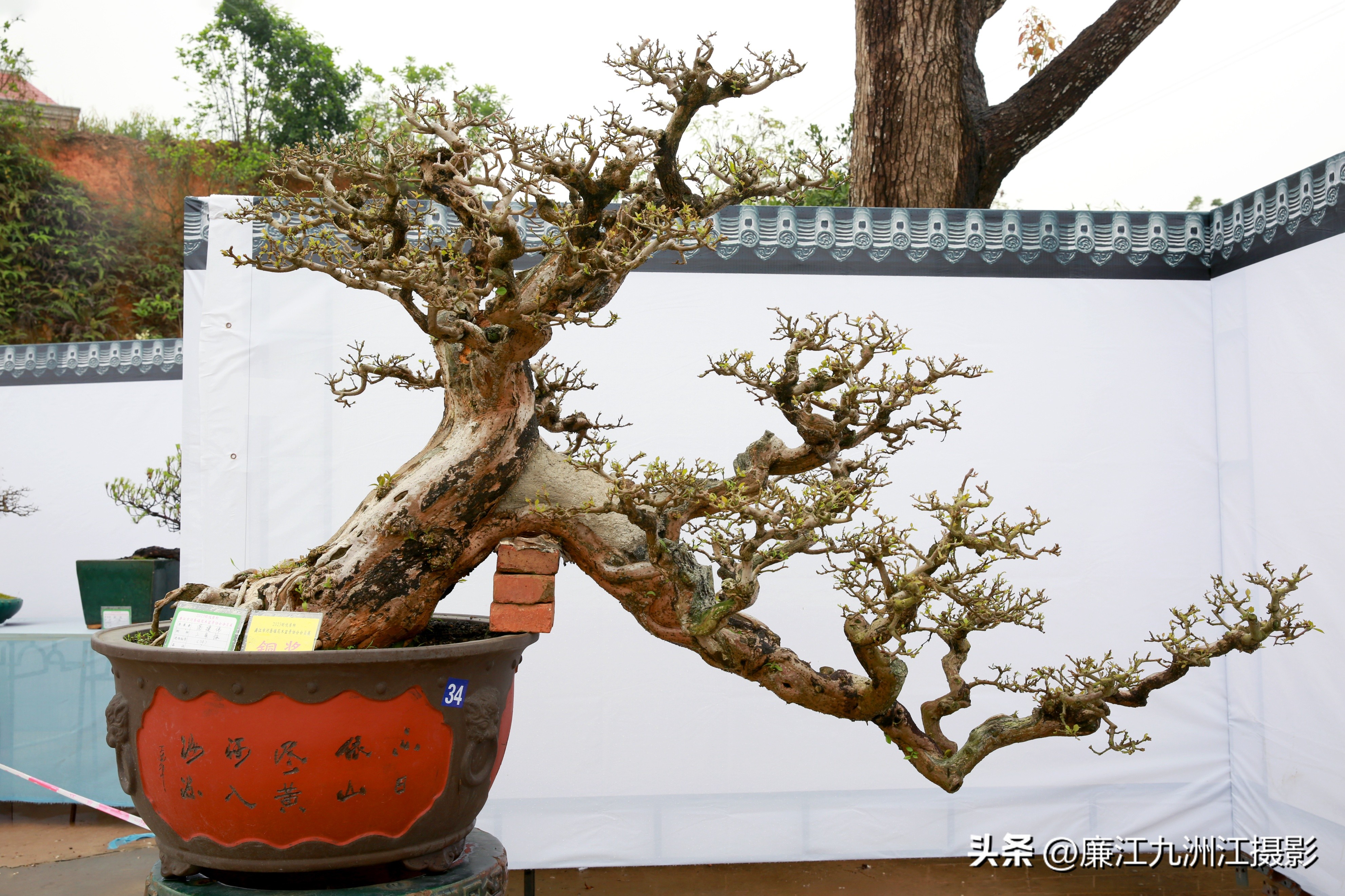 最高端的盆景展,一场惊艳的盆景展