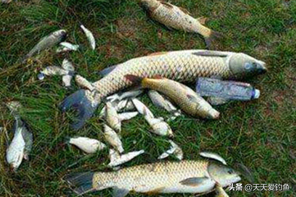 手把手教串排钩钓浮方法,急流野钓串钩的正确方法