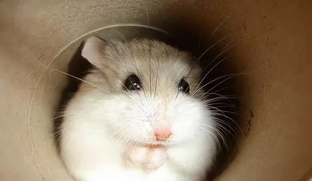 米熊仓鼠新手好养吗,新手怎么养仓鼠教程