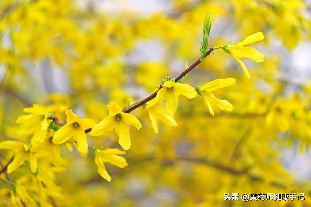 抗病毒消炎药中成药,消炎抗病毒的中成药有哪些