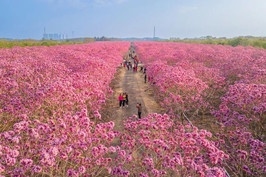 徒步大会、烟花秀、三转文塔…三水区闹元宵活动攻略→