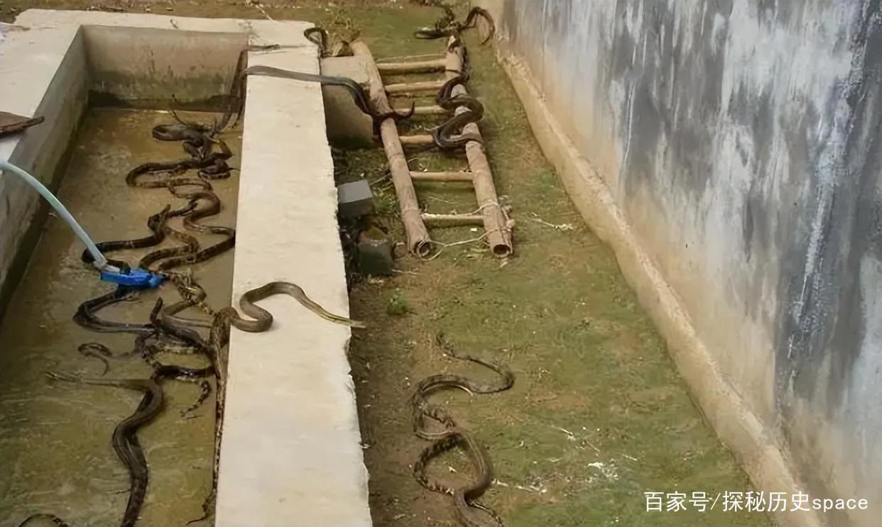 广西女子家中藏价值46亿蛇毒,广西蛇毒王后家藏价值46亿