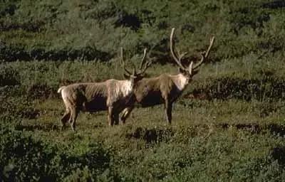 阿拉斯加被卖后悔吗,贱卖阿拉斯加的来龙去脉