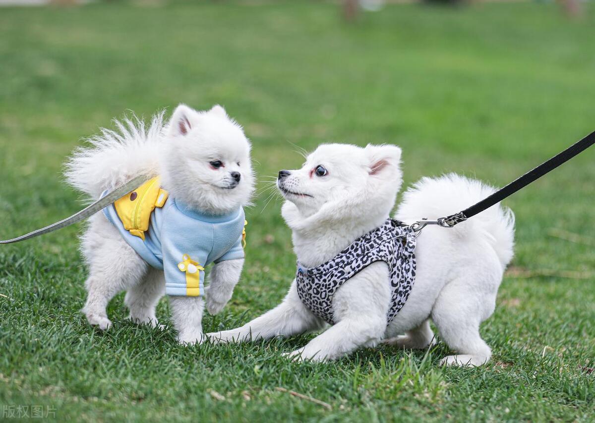 如何有效处理狗狗脱发问题？