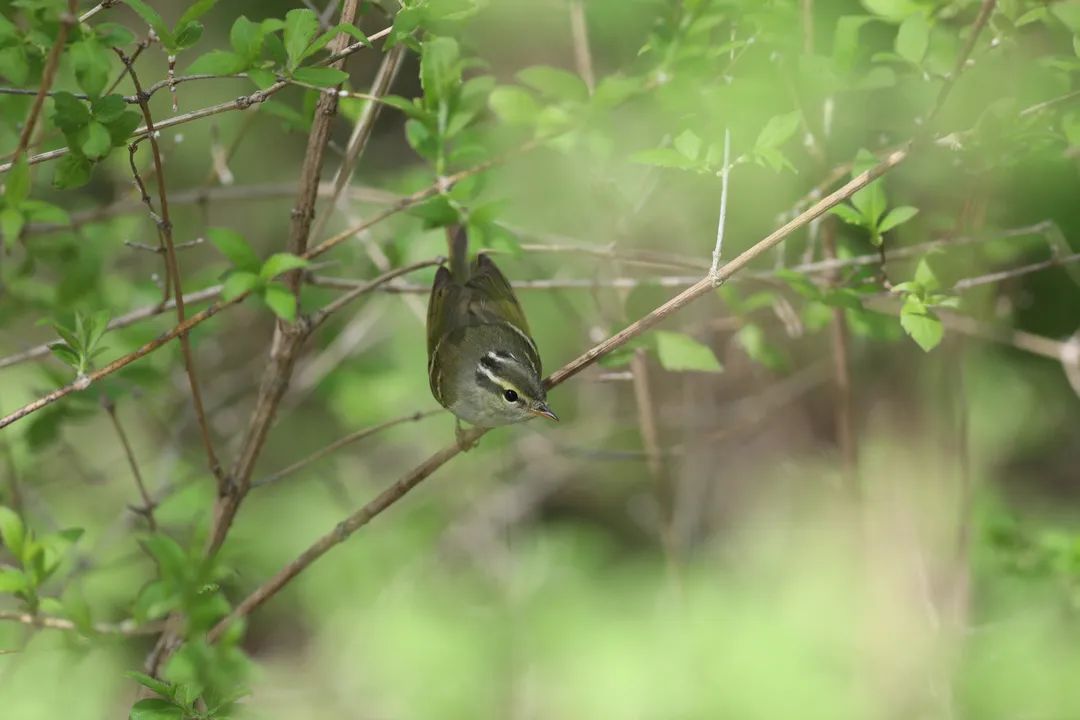 师大寻鸟记，这些小可爱，你都见过吗？