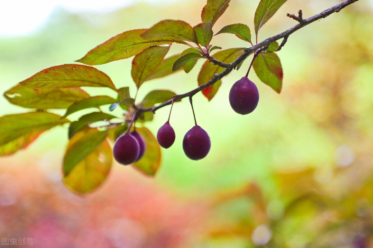 红叶散文精选集,成都红叶李