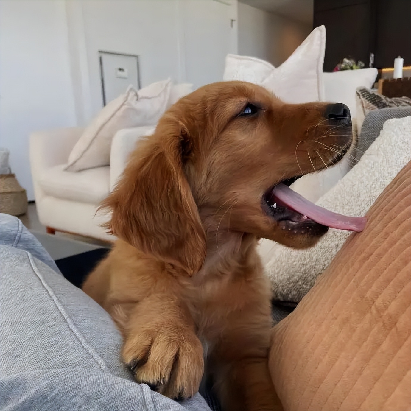 笑死！狗子1个蛋上被蚊子咬了8个包，成巨蛋小子了！