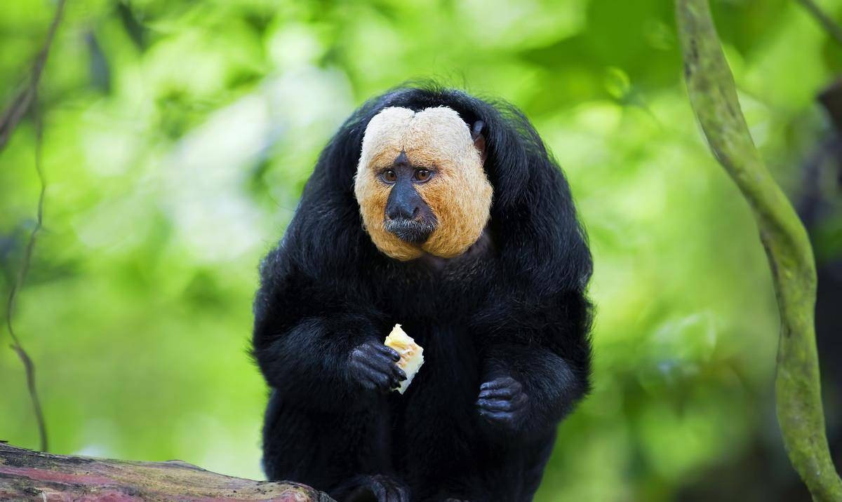 国人害怕的老猫猴子，居然是从非洲来的？黑毛白脸的怪物是什么？