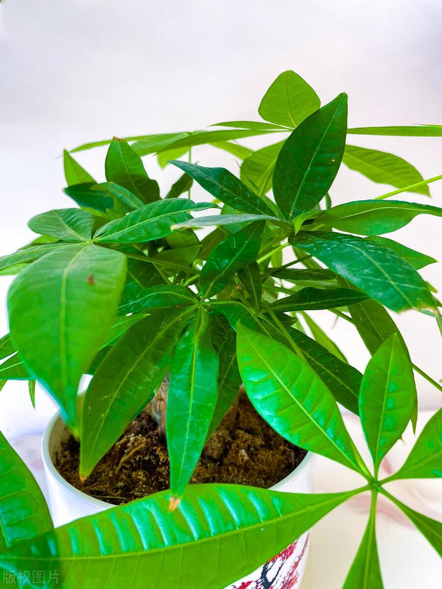 发财树烂根了不管它能活吗,发财树出现烂根怎么补救