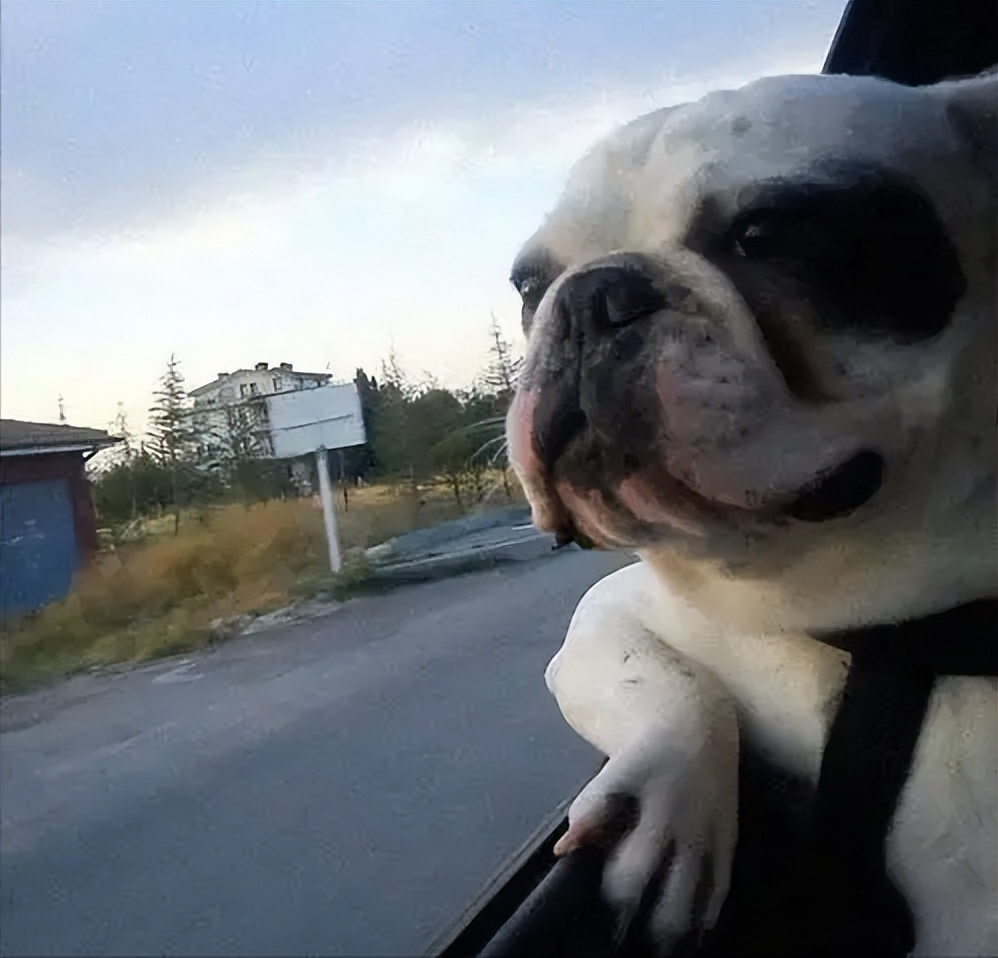 阿拉斯加幼犬狗粮排行榜,幼犬狗粮排行榜前十名