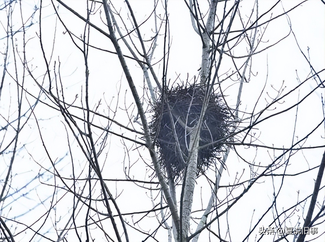 121.抓鸟养鸟（1）：概况杂说