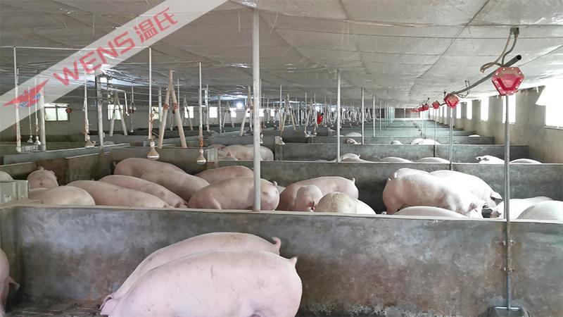 和温氏合作养1500头猪能赚多少钱,温氏养猪农户怎么合作