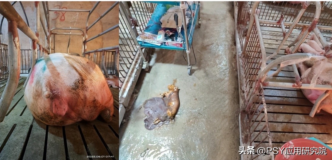 母猪产后全是死胎如何清宫,母猪产后清宫完整视频