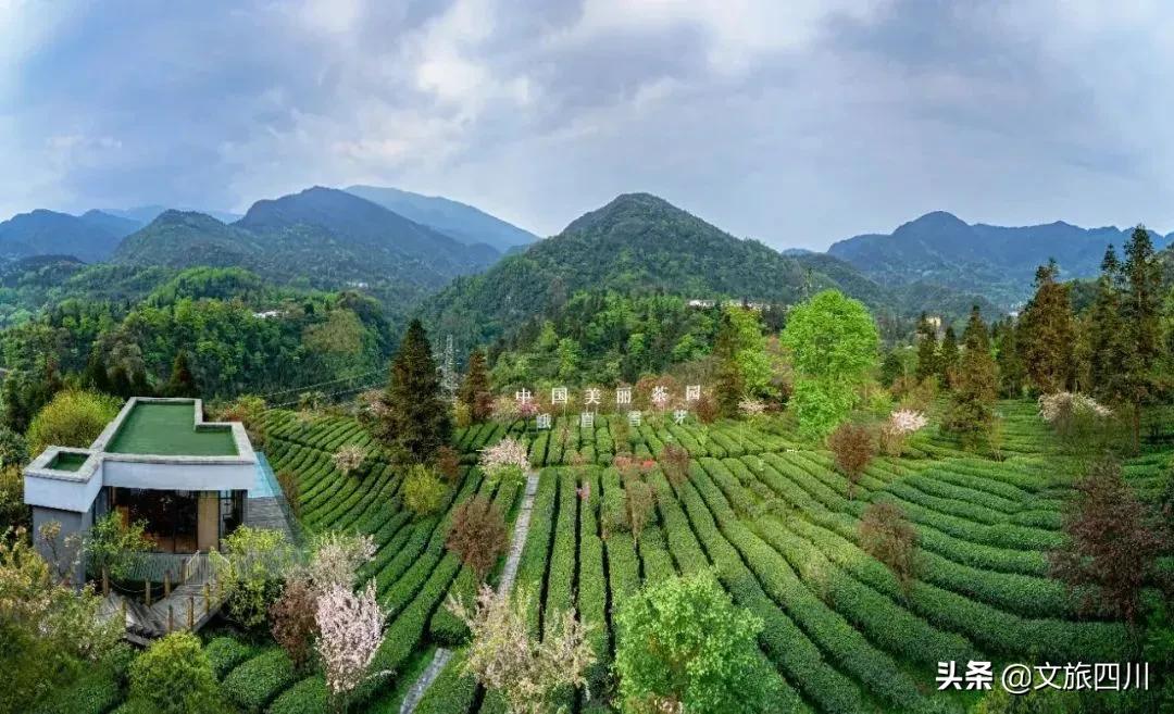 国际敬茶日,国际茶日徽茶迎天下