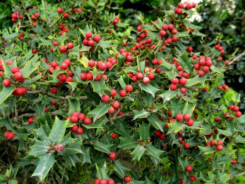 叶子像鹅掌，欧美国家称为“圣诞树”，用来做茶好处多，你可认识