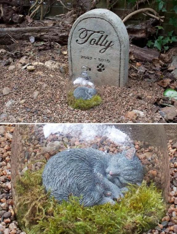 养猫的呼噜声音 (养猫呼噜的声音)