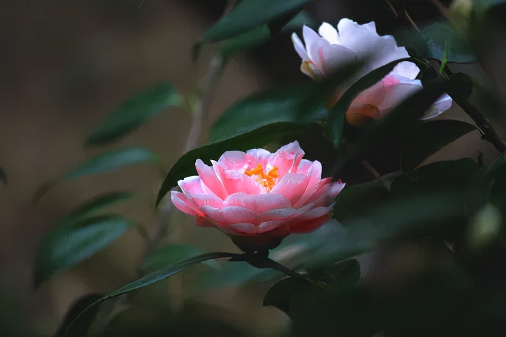 花园适合种的植物,在花园种植哪些植物比较适合