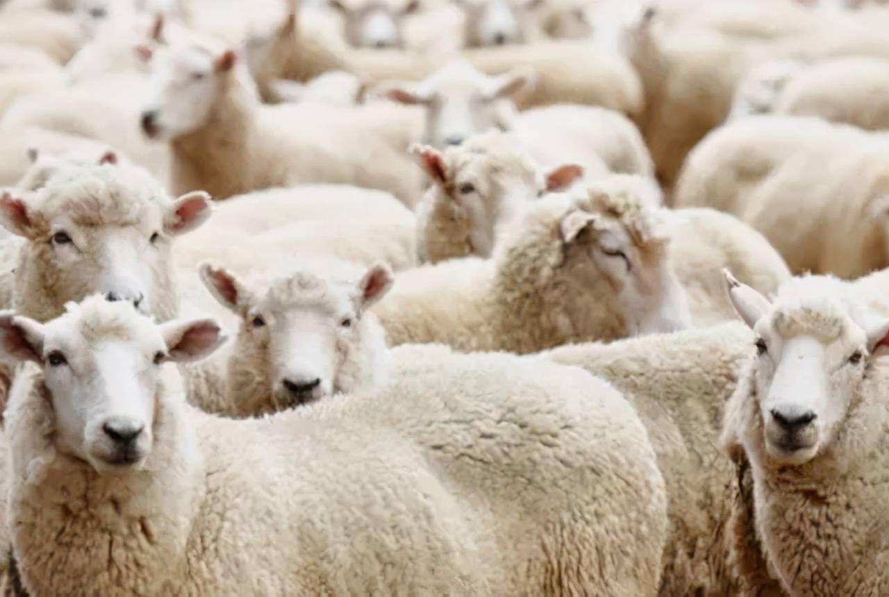 羊肚胀不反刍用啥办法治,羊肚子胀而且还拉肚子怎么办