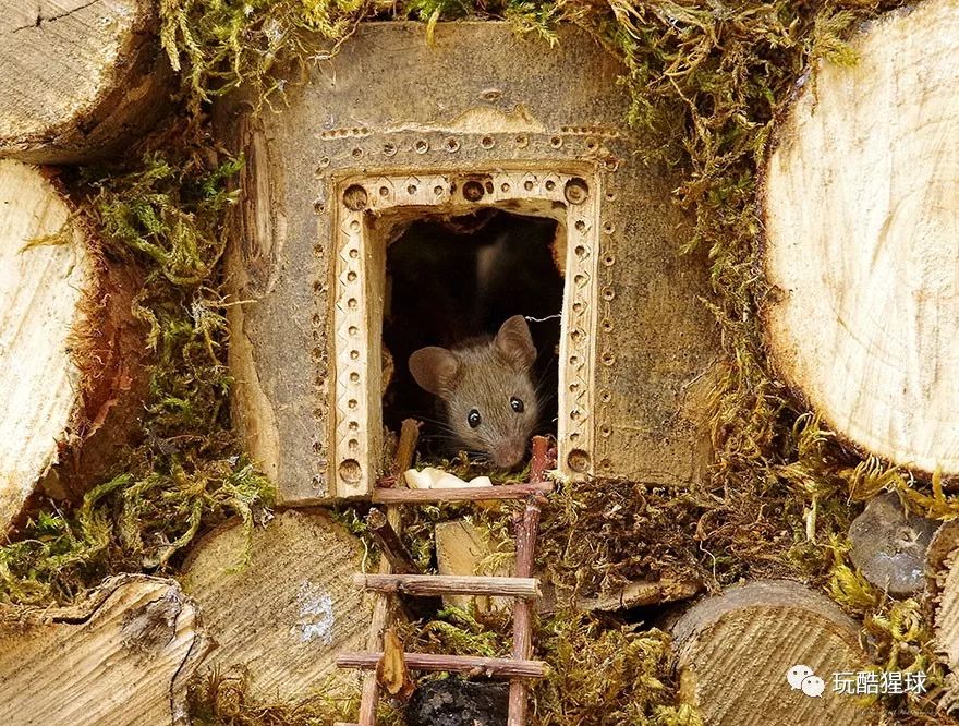 幸福的老鼠视频,幸福的老鼠原视频
