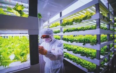 透视中日荷三国“植物工厂”案例，植物工厂的下一站又是什么