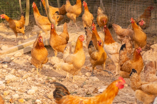 哪个品种的土鸡产蛋量多,散养土鸡公鸡比母鸡多影响产蛋吗