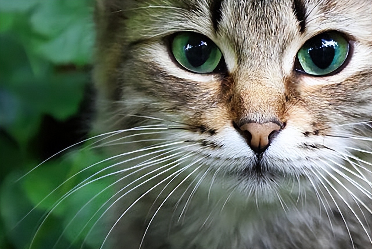 为什么猫有胡须,猫有几根胡须的作用是什么