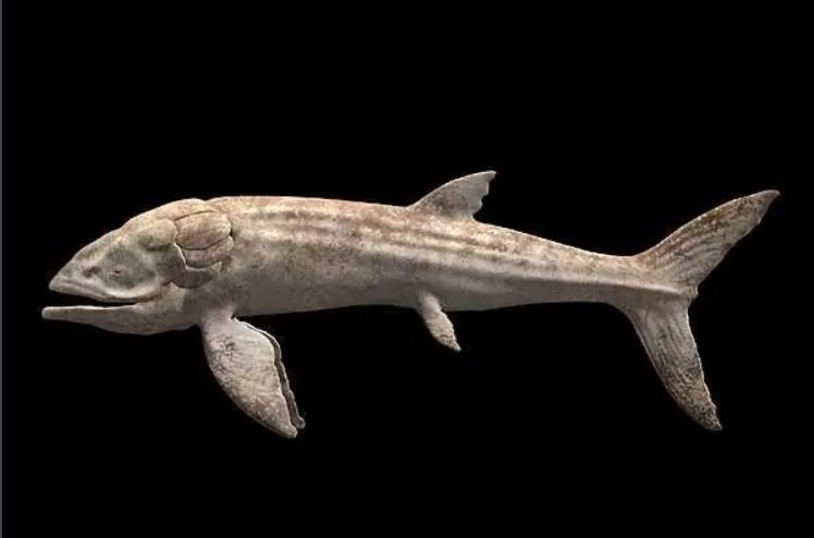 辐鳍鱼的进化史,肉鳍鱼辐鳍鱼