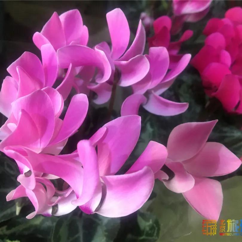 京南永清花卉批发市场,京南花卉批发市场