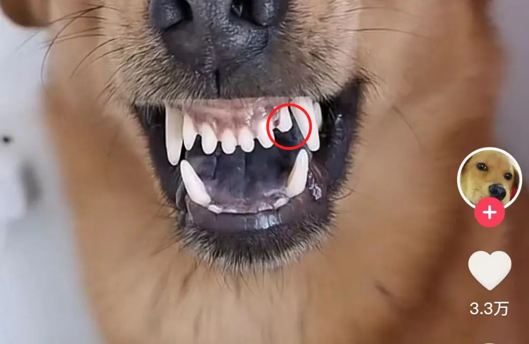 六百万网红想洗白反被封，他哭了狗笑了？网友：他活该