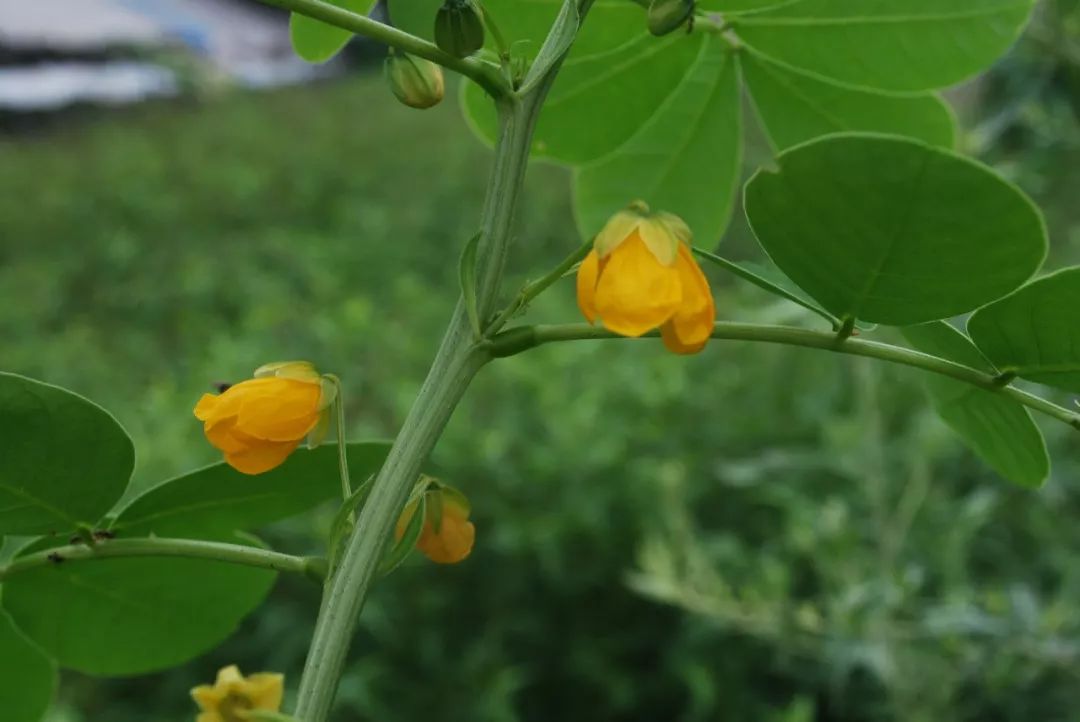 150种常见药用植物大全,150余种常见药用植物花期组图