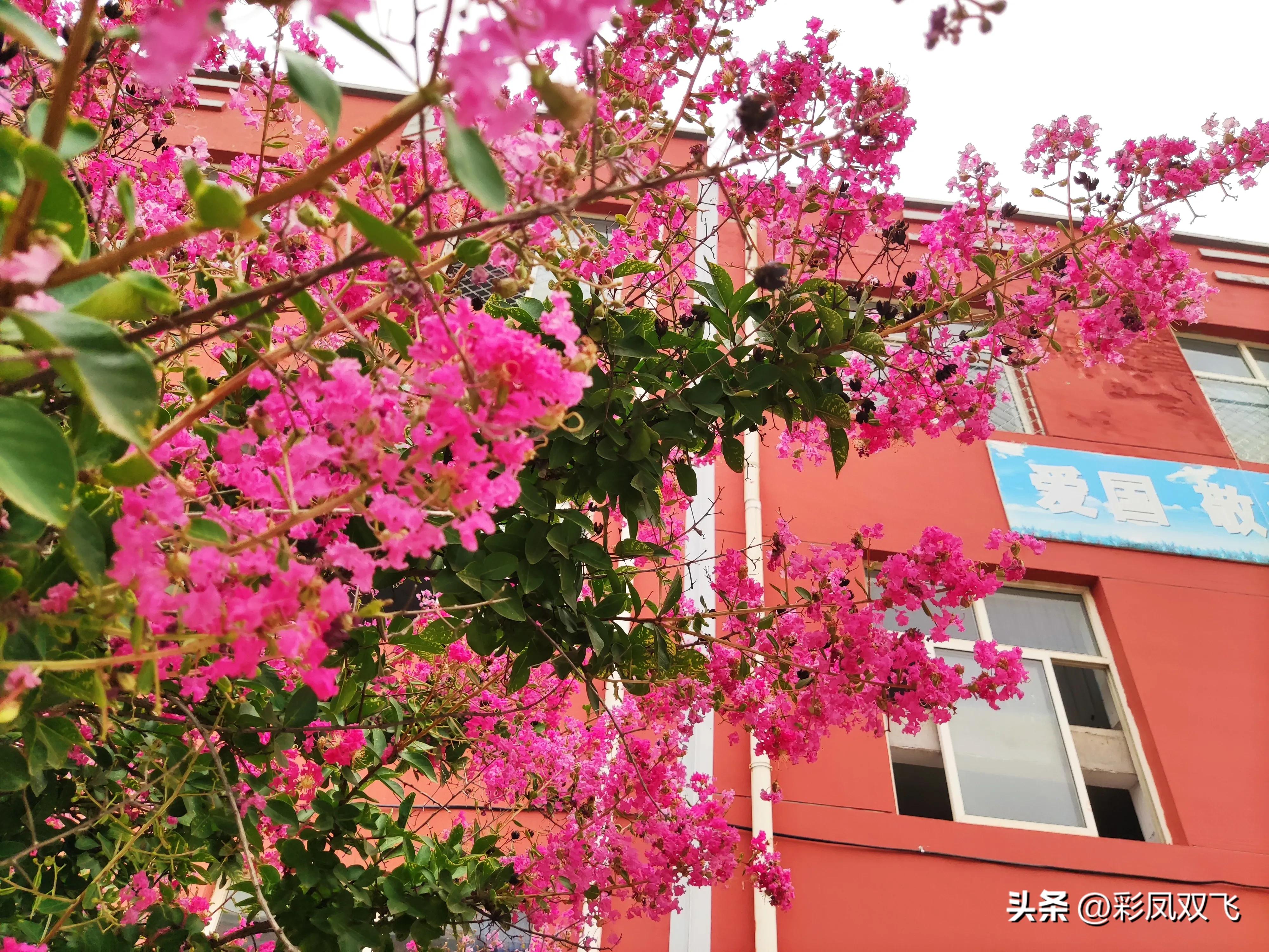 紫薇树图片,紫薇星