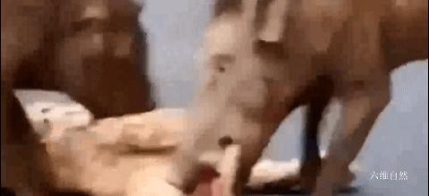 印度一头豹子被汽车碾压死亡,印度花豹被豪猪刺视频