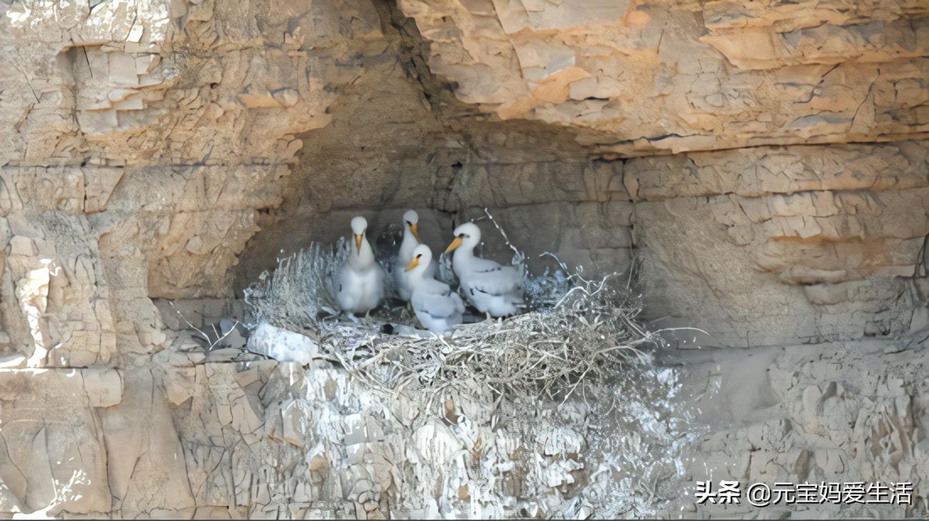 鸟窝下雨不会淋雨吗,鸟窝不能遮风挡雨为啥鸟还要搭