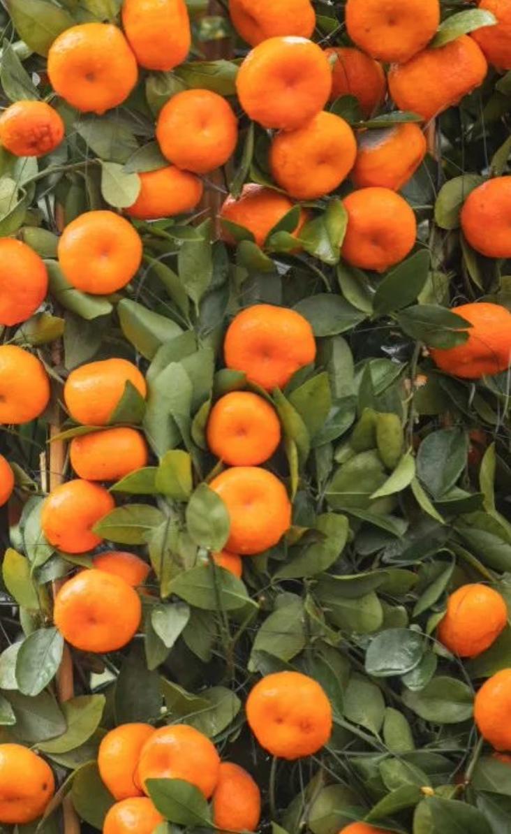 武汉惠民鲜花券领取时间,武汉鲜花优惠券