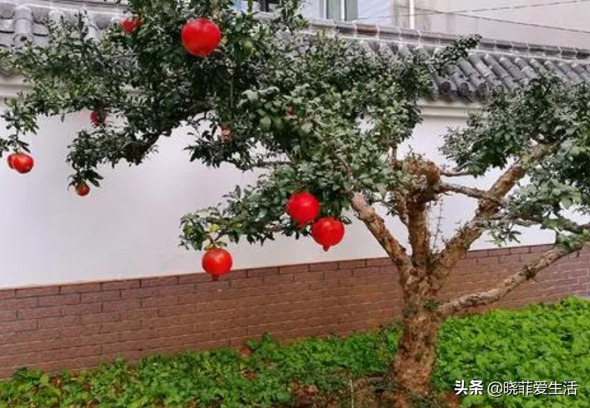 什么花最旺人旺家又好养好看,最旺家招财又好看好养的花