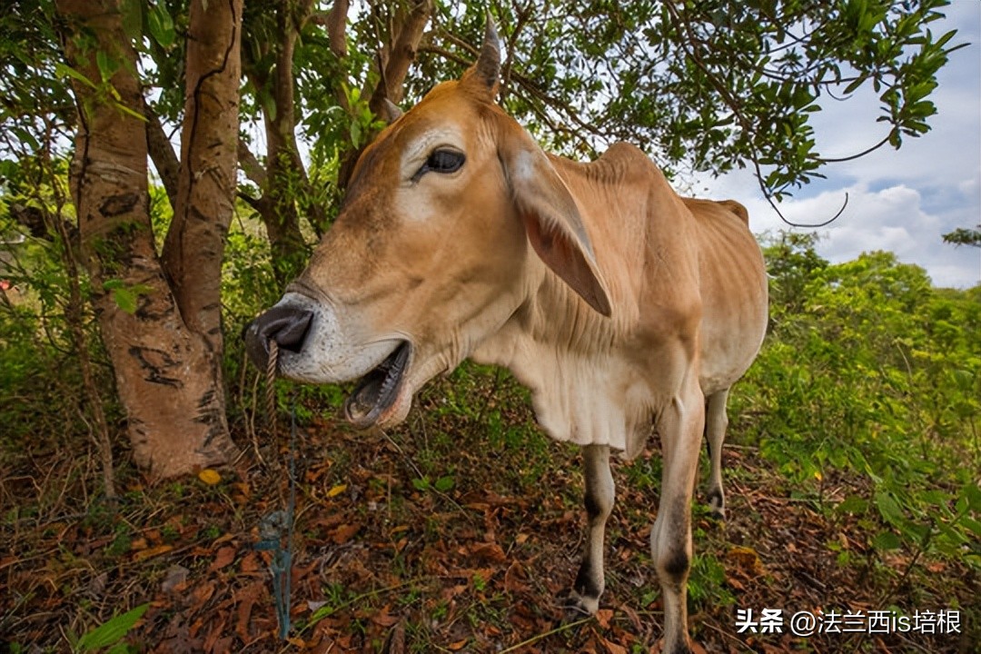 梵高黄色星空,梵高星空大揭秘