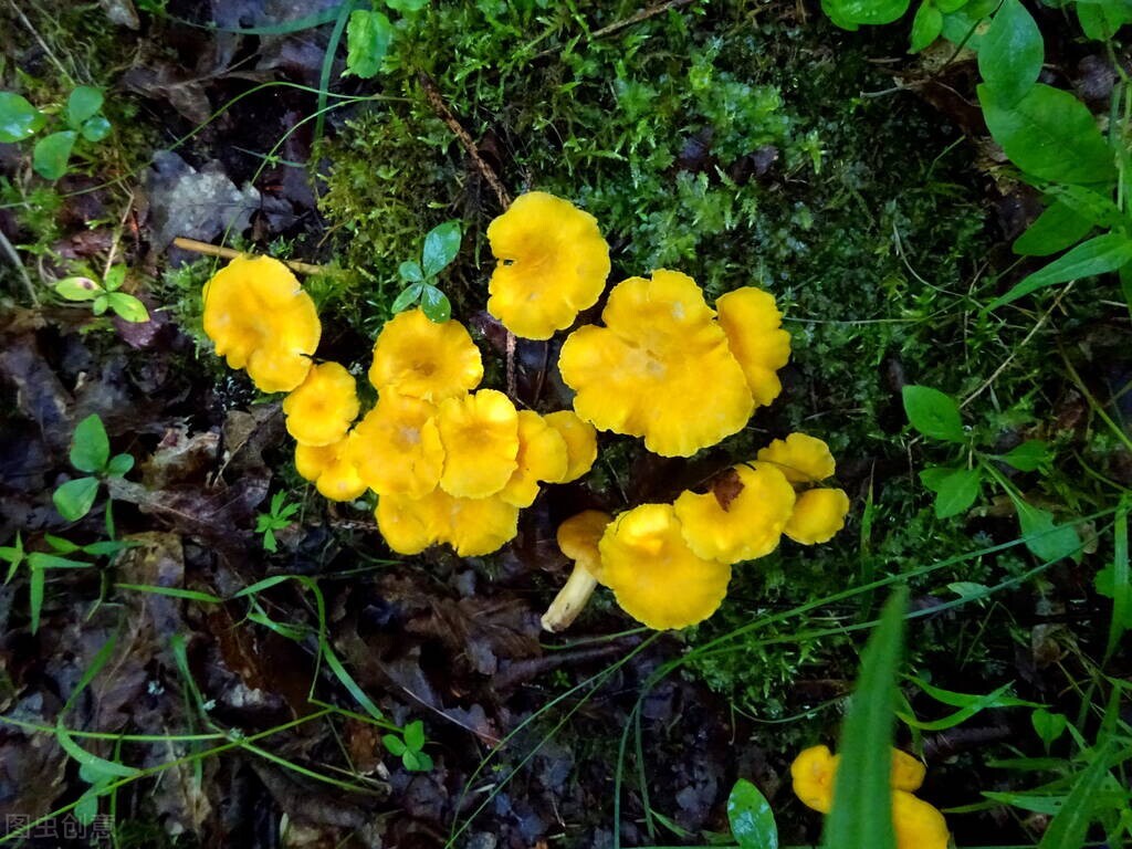 鸡油菌产在云南还是东北,云南鸡油菌行情