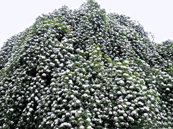 荼蘼花观赏特性,荼蘼花红色重瓣