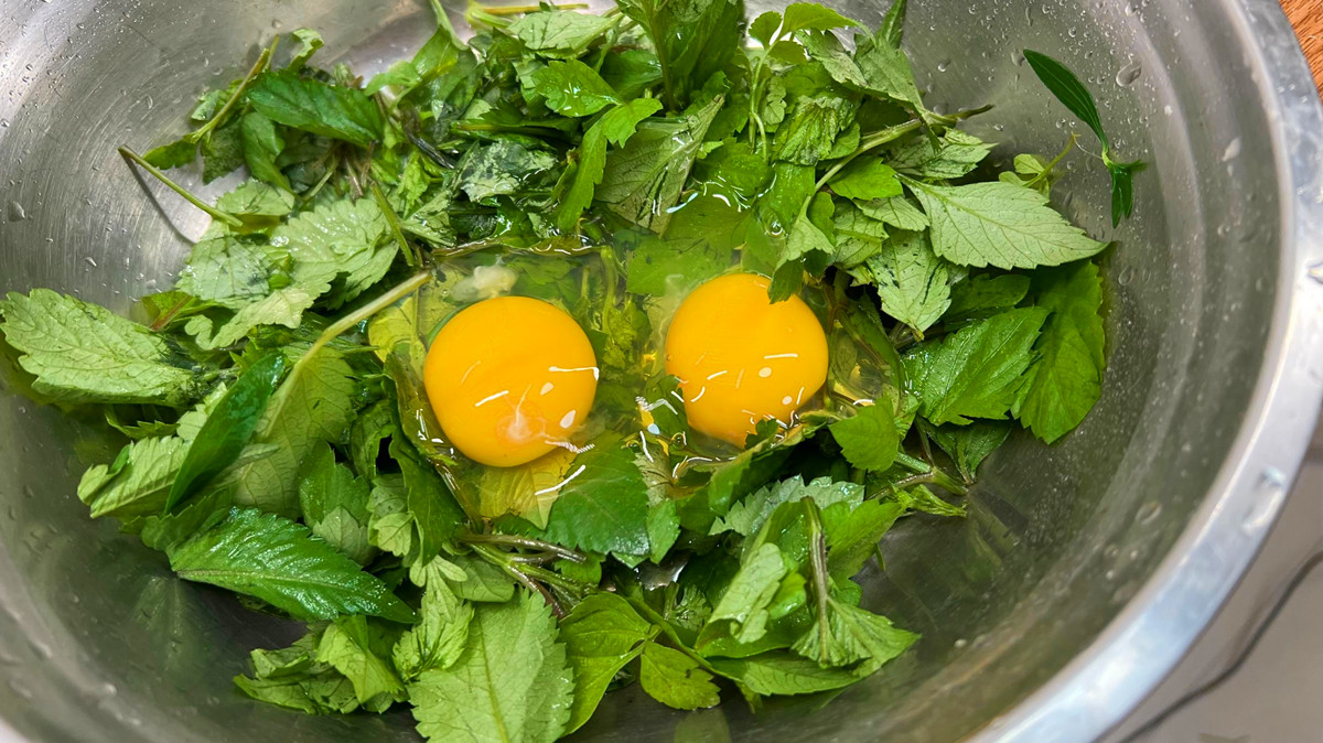 鬼针草全身是宝,鬼针草为什么到处都是