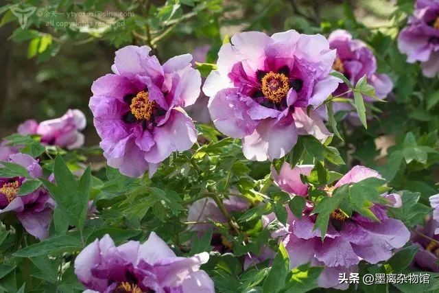 国花牡丹的历史起源,中国国花为啥是牡丹