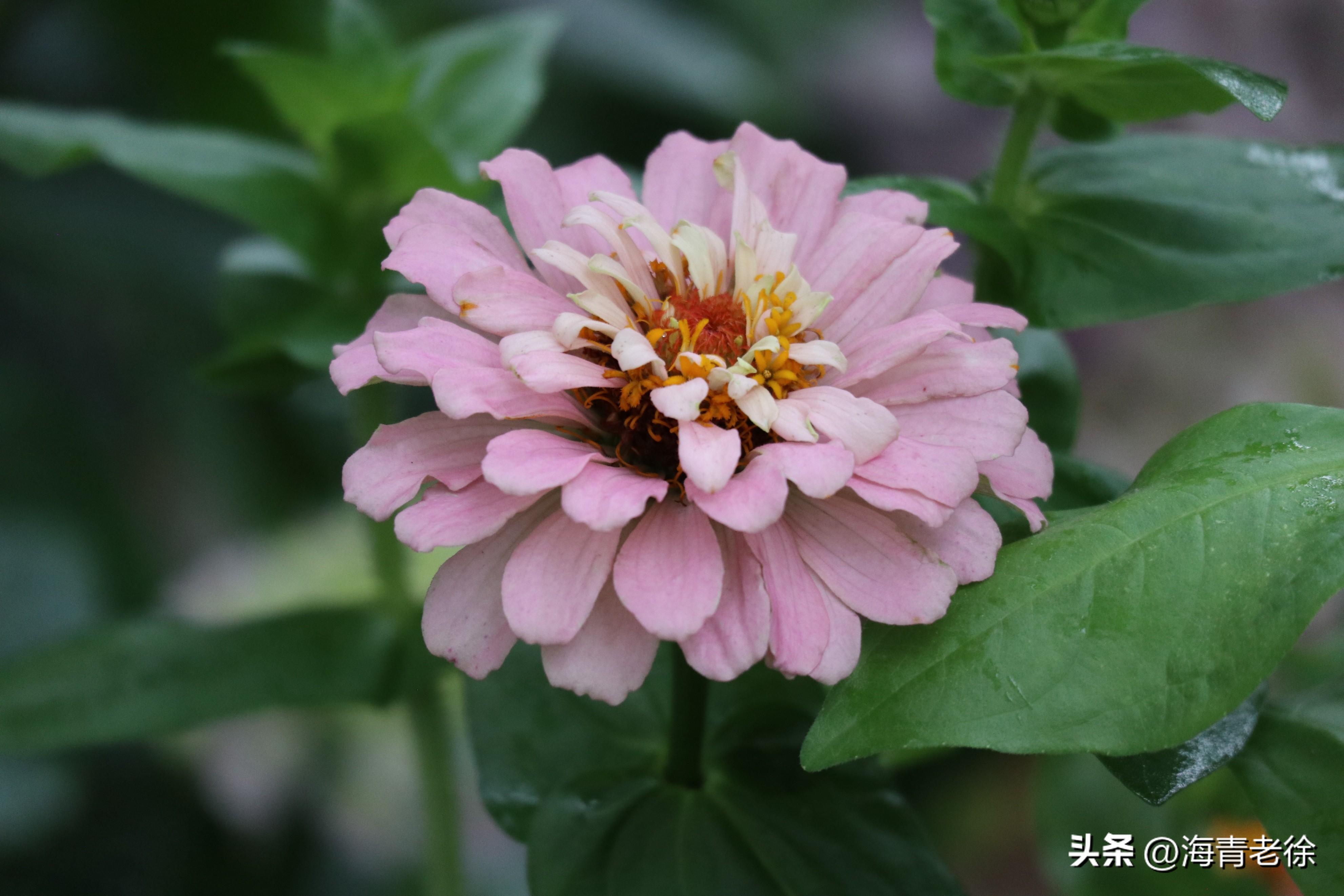 百日菊的花特征,五彩百日菊开花图片