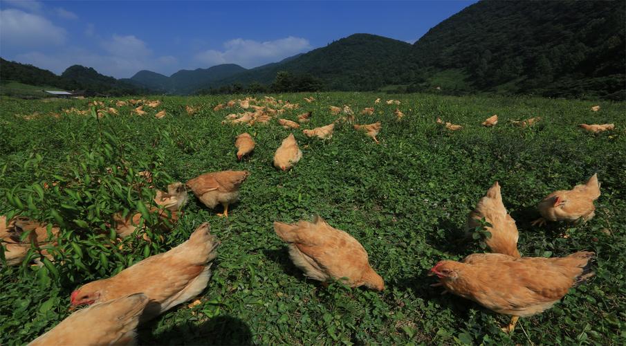 家禽生产中的发展策略,家禽养殖和内陆养殖