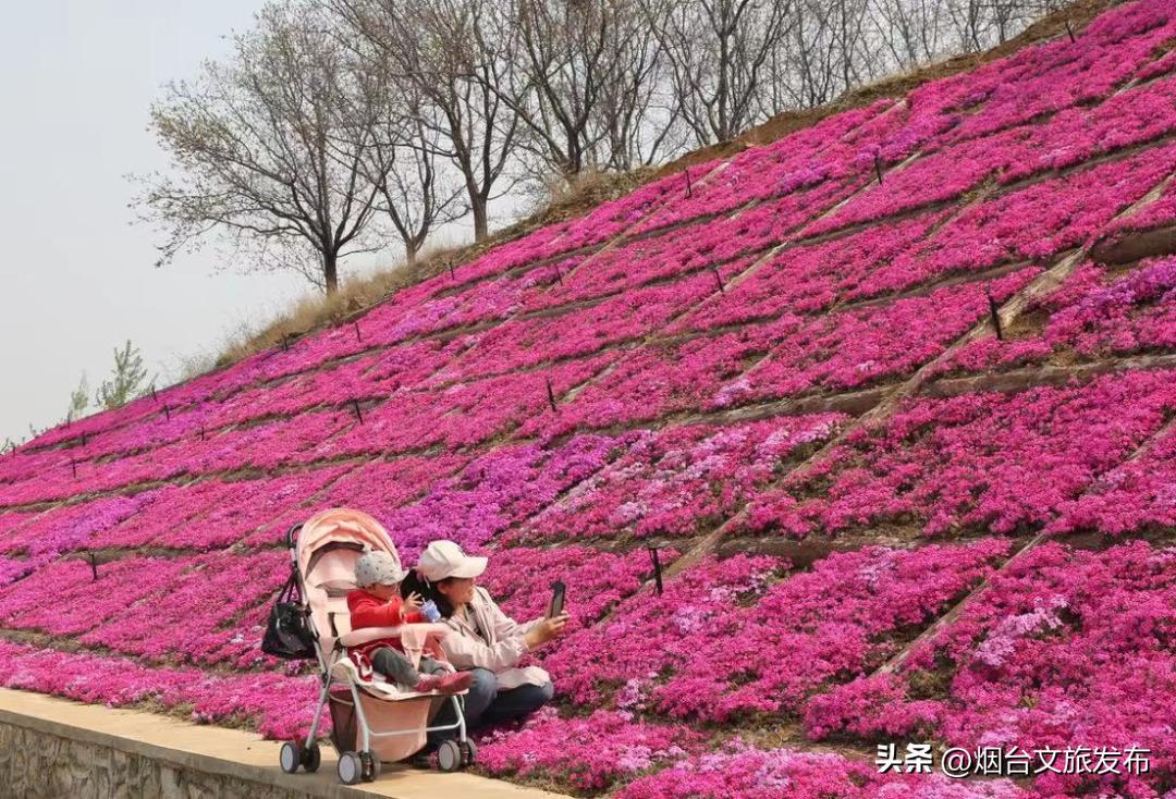 烟台2018年赏花攻略全集,春天烟台赏花地点推荐芝罘区