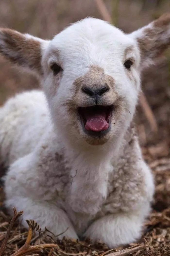 内蒙古鹿王羊绒有限公司老总,内蒙古鹿王羊绒有限公司上海浦东