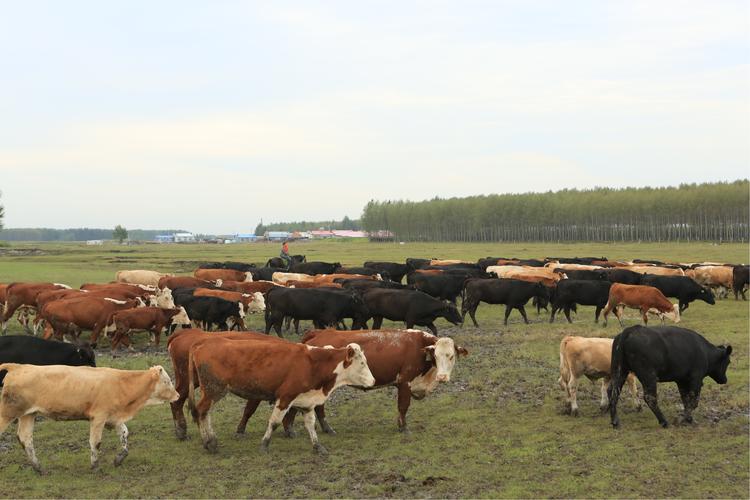 最新牛价行情涨了还是下跌,牛价还能坚挺多久最新牛价公布