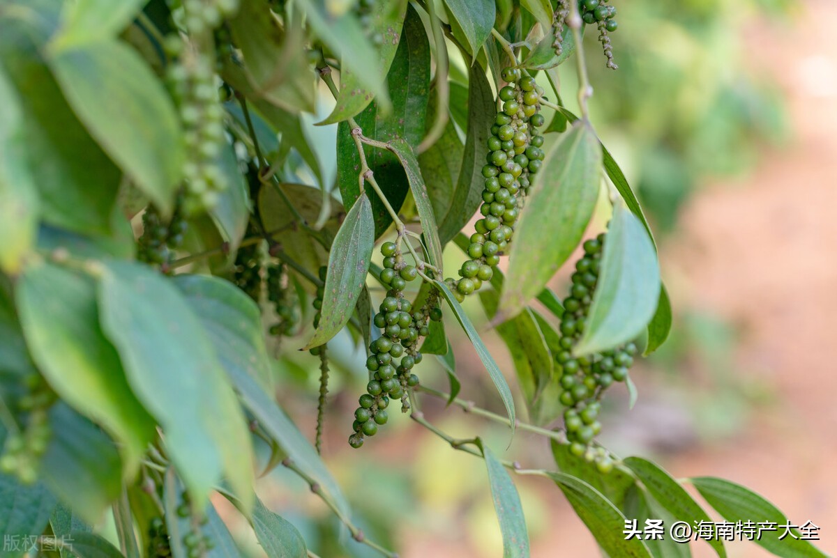 2023海南胡椒最新价格今天,海南胡椒价格走势预测