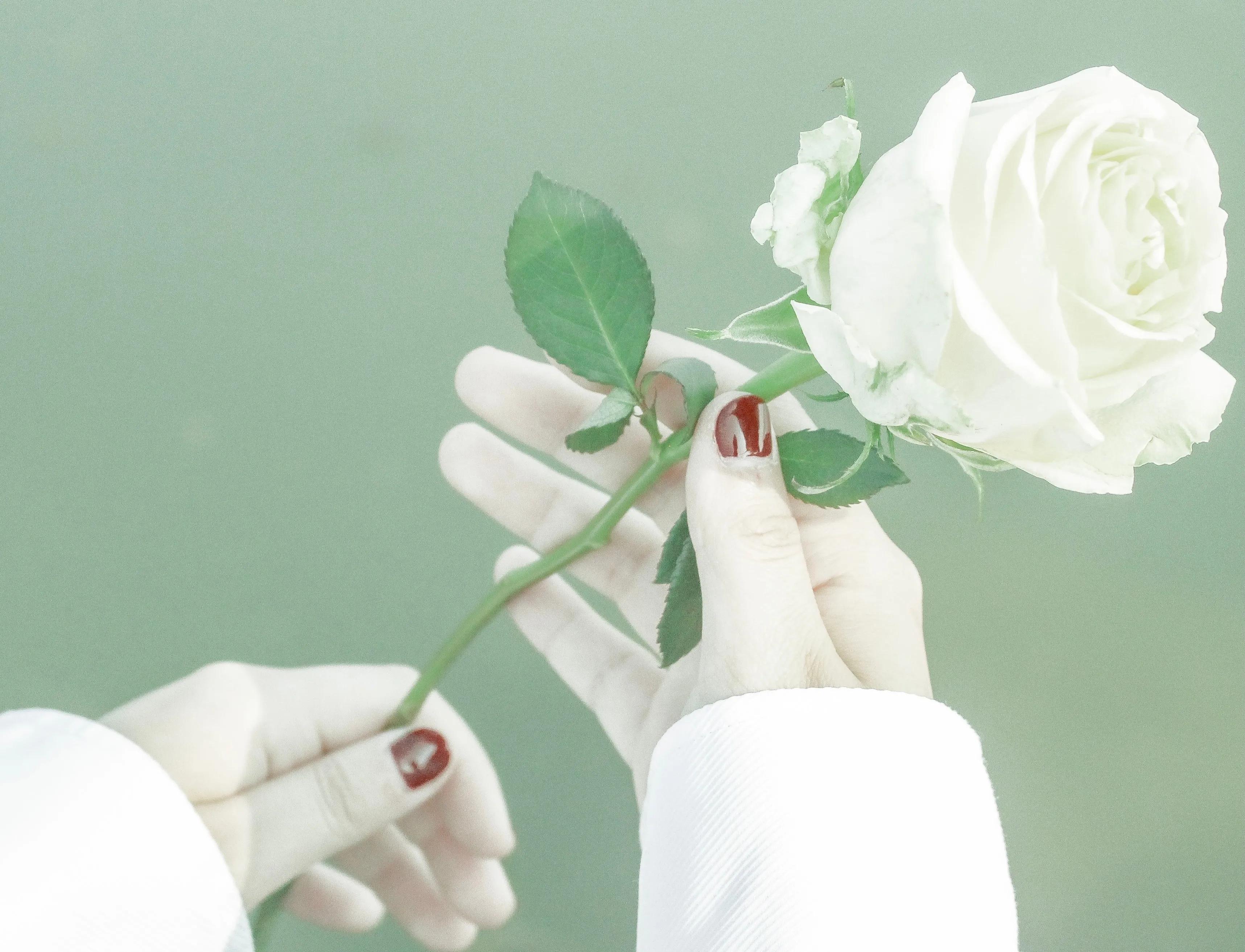 喜欢玫瑰的文案,玫瑰的浪漫文案