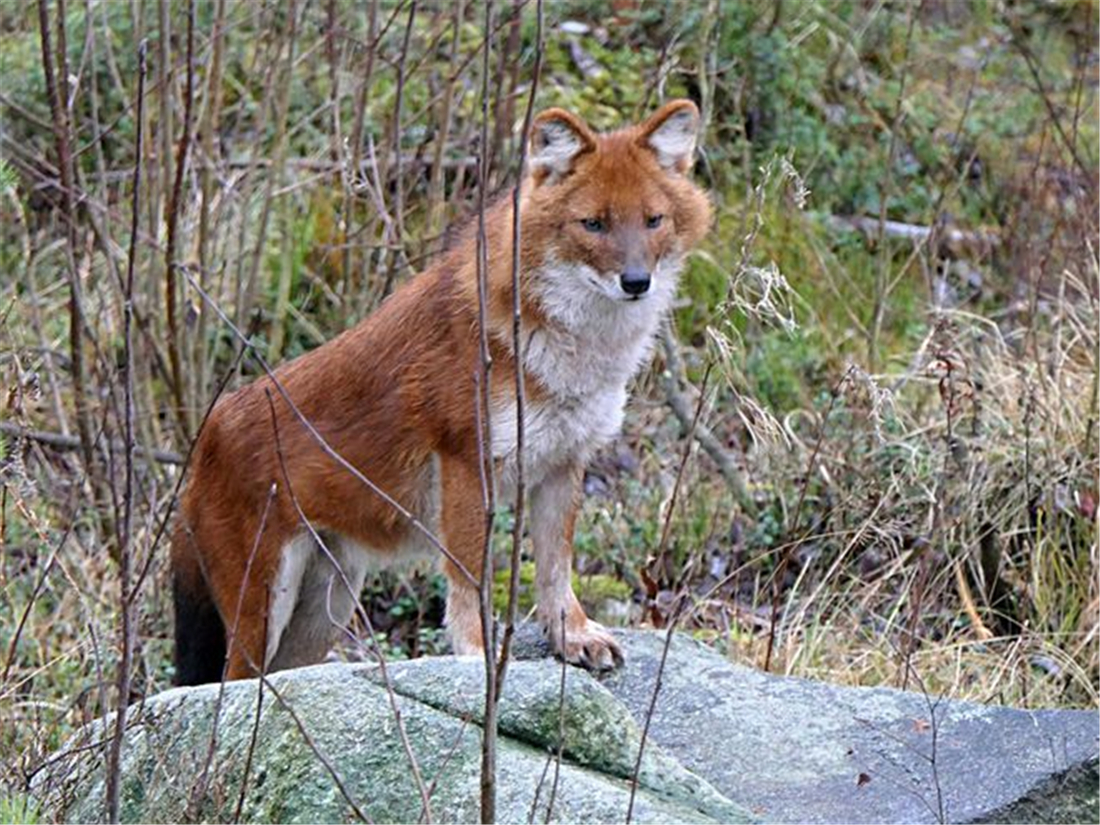 5只红毛野犬现身祁连山，围捕了1只岩羊，猞猁在旁边看着不敢上前