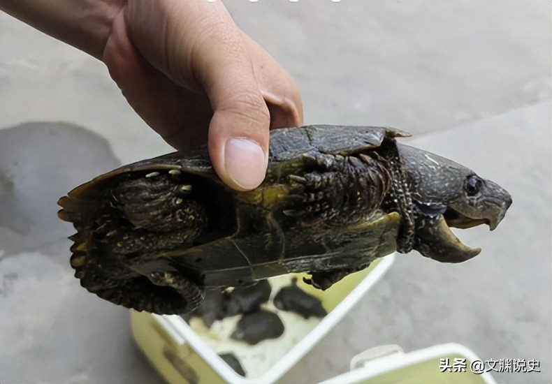 男子在臭水沟捡到一只乌龟,村民捡到乌龟马上报警