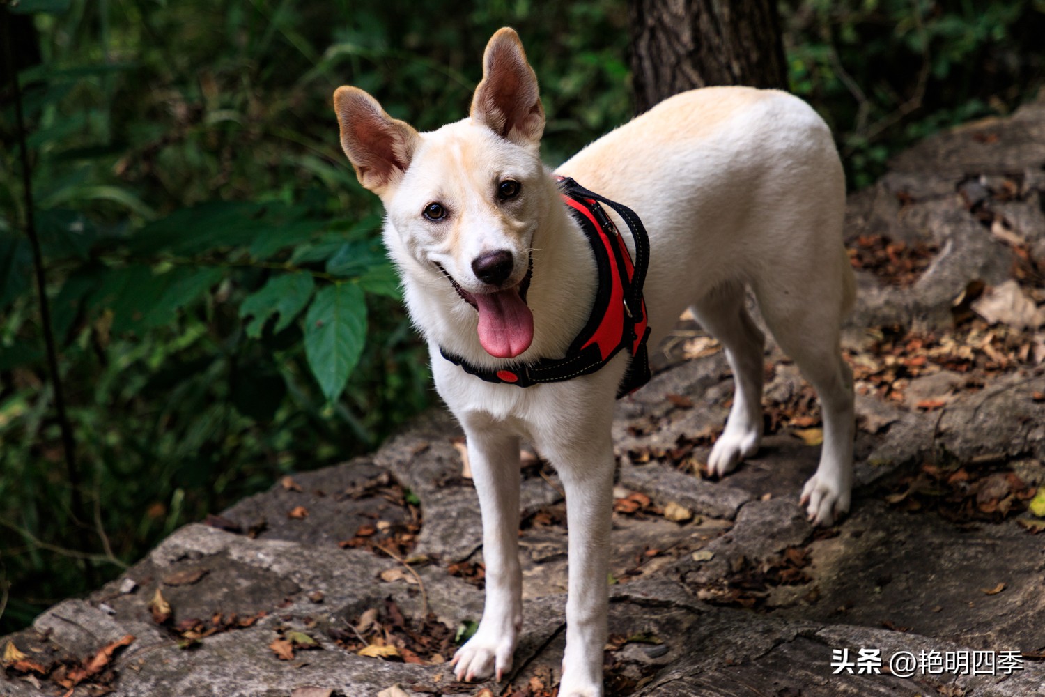 平谷老象峰风景区,北京平谷老象峰